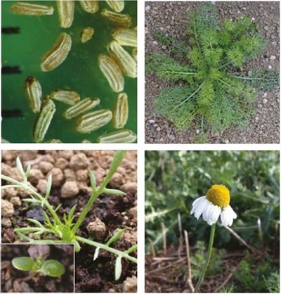 Scented mayweed at four growth stages